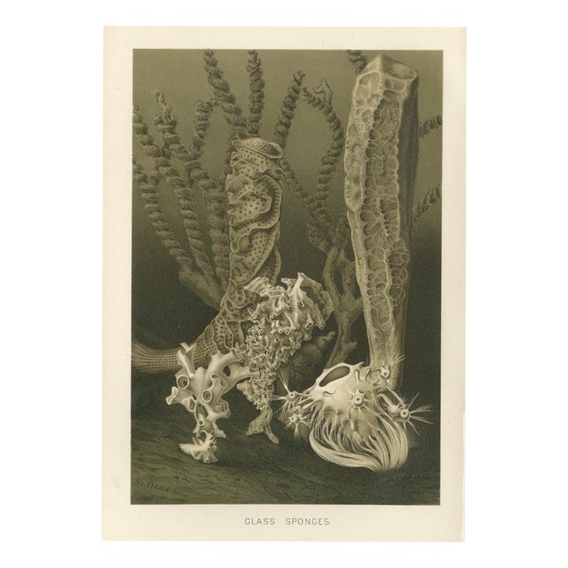 Richard Lydekker, Glass Sponges Deep-Sea Marine Life, 1896, Color Process Print For Sale