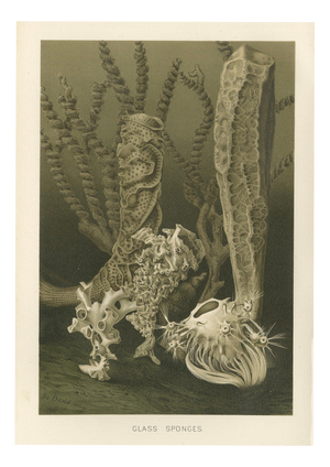 Richard Lydekker, Glass Sponges Deep-Sea Marine Life, 1896, Color Process Print
