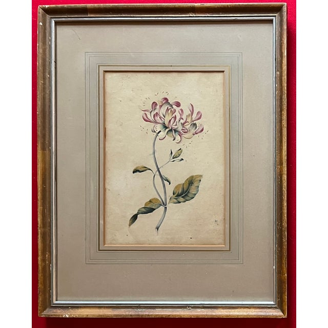 Antique 18th Century English George III Botanical Watercolor Painting Study of a Flower For Sale - Image 12 of 12