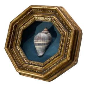19th Century Victorian Sea Shell in Hexagonal Shadowbox Frame