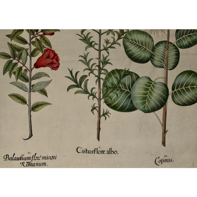 Realism Flowering Pomegranate & Rock Rose: A 17th C. Besler Hand-Colored Engraving, 1640 For Sale - Image 3 of 9
