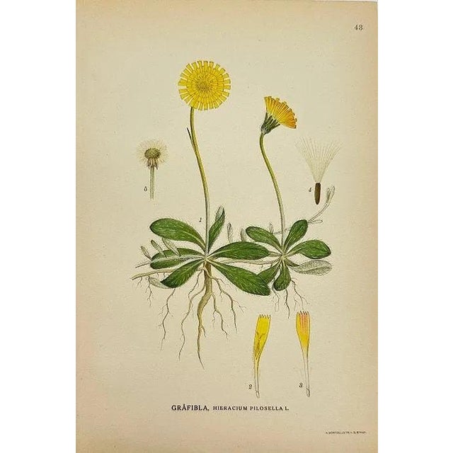 Paper 19th Century James Sowerby Botanical Prints – Common Club-Rush and Needle, Set of 10 For Sale - Image 7 of 11