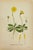 Paper 19th Century James Sowerby Botanical Prints – Common Club-Rush and Needle, Set of 10 For Sale - Image 7 of 11