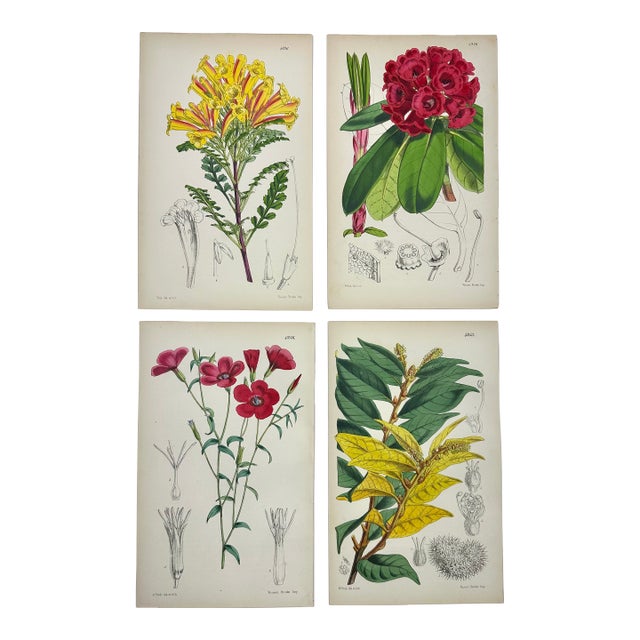 Original Botanical Engravings by William Curtis, 1856 (Set of 4) For Sale