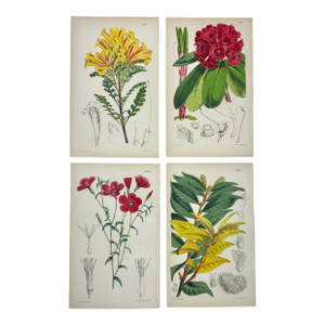 Original Botanical Engravings by William Curtis, 1856 (Set of 4)