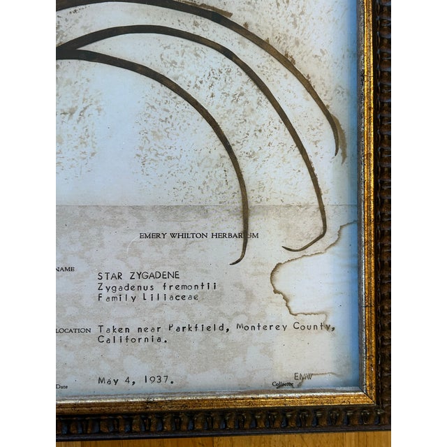 Vintage Emery Whilton Herbarium Botanical Prints - A Set of 4 For Sale - Image 10 of 11