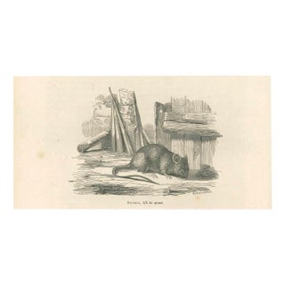 Paul Gervais, The Mouse, Original Lithograph, 1854 For Sale