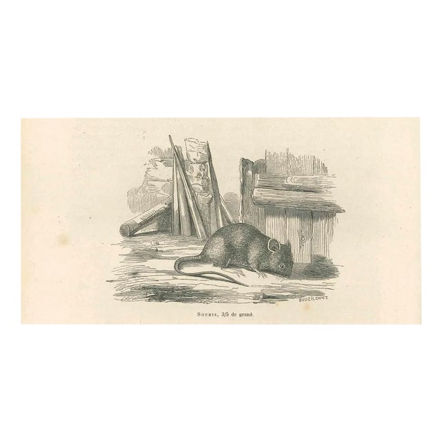 Paul Gervais, The Mouse, Original Lithograph, 1854 For Sale