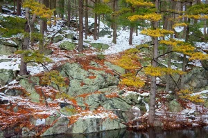 "Harriman 22" Contemporary Original State Park Landscape Photograph by Michael Filonow