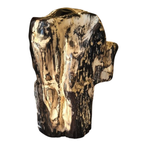 Petrified Fossil Tree Stump
