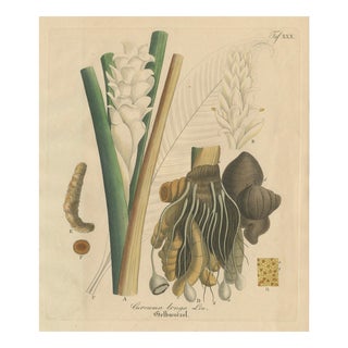 Curcuma Longa, 1800s, Paper For Sale