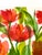 Original Watercolor Painting “Red Tissue Poppies” For Sale - Image 6 of 8