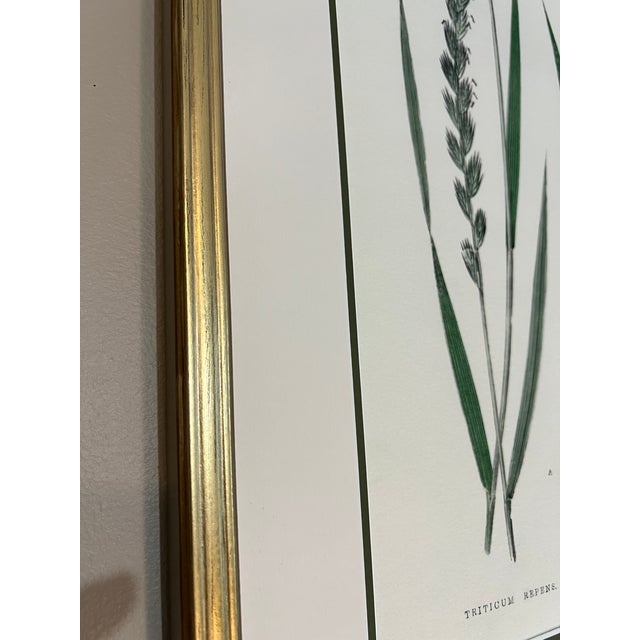 English English Grass Botanical Framed Set of 3 - Giclee of Edward Lowe 19th Century Prints For Sale - Image 3 of 6