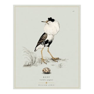 William Lewin 1789 Waterbirds Fine Art Gallery Board Print - The Ruff For Sale