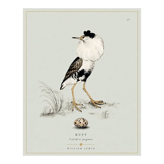 William Lewin 1789 Waterbirds Fine Art Gallery Board Print - The Ruff For Sale