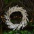 Kenneth Ludwig Chicago Blossom Floral Wreath 25"D For Sale - Image 4 of 4