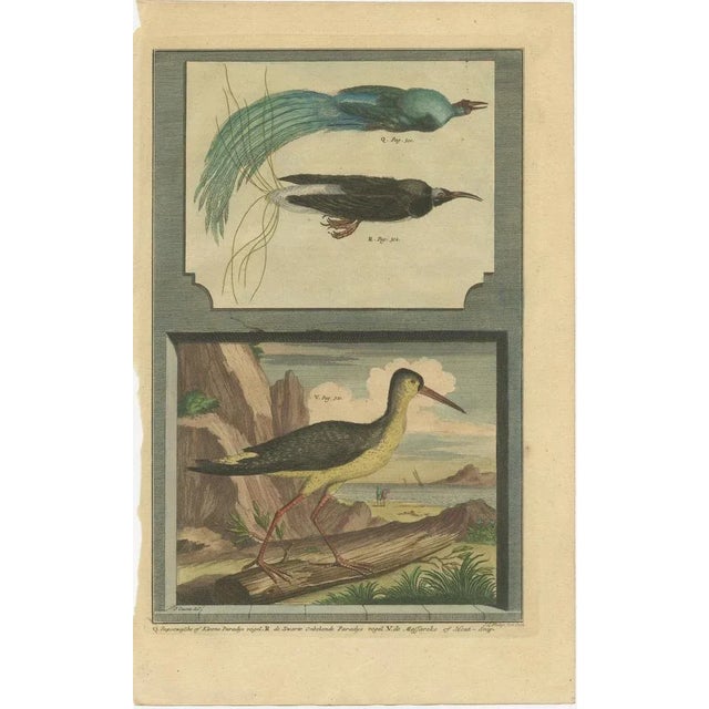 Antique print titled 'q. Papoewasche of kleene paradijs vogel (\.)'. This print depicts birds of paradise and the eurasian...