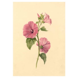S. Twopenny, Pink Lavatera Mallow Flower, 1839, Watercolour For Sale