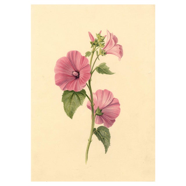 S. Twopenny, Pink Lavatera Mallow Flower, 1839, Watercolour For Sale