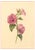 S. Twopenny, Pink Lavatera Mallow Flower, 1839, Watercolour For Sale