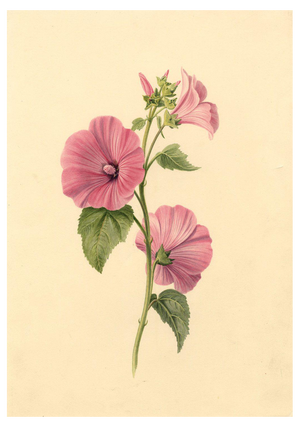 S. Twopenny, Pink Lavatera Mallow Flower, 1839, Watercolour