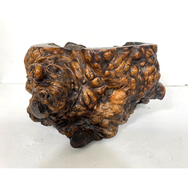 Late 19th Century Hibachi Tree Root For Sale - Image 4 of 5