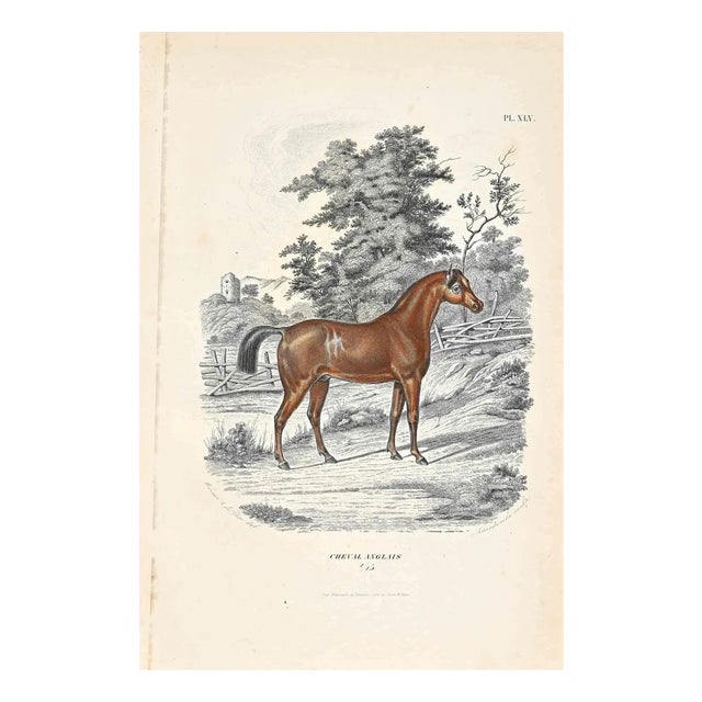 Paul Gervais, English Horse, Original Lithograph, 1854 For Sale