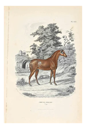 Paul Gervais, English Horse, Original Lithograph, 1854