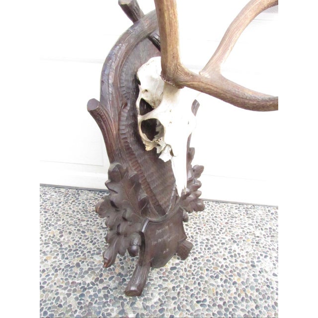Wood Vintage Black Forest Mounted Deer Antlers For Sale - Image 7 of 16
