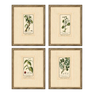 Antique French Botanical Engravings From Descourtilz’s Medical Flora of the West Indies, C. 1830 – Hand-Colored, Custom Framed ( Set B) - Set of 4 For Sale
