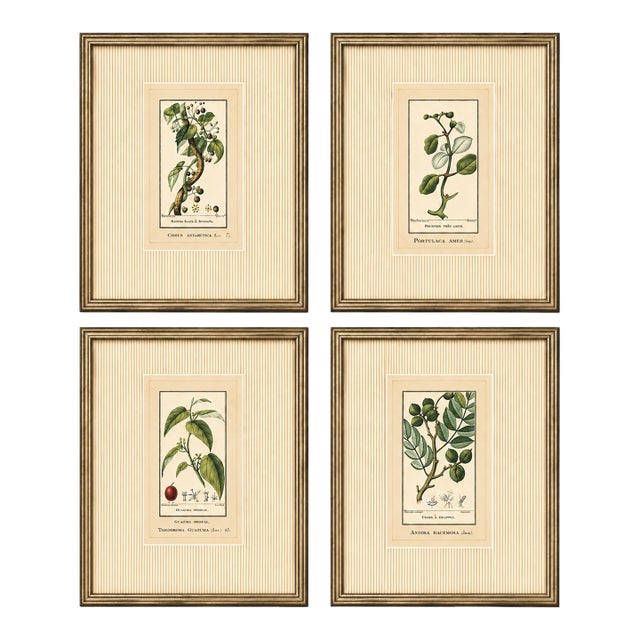 Antique French Botanical Engravings From Descourtilz’s Medical Flora of the West Indies, C. 1830 – Hand-Colored, Custom Framed ( Set B) - Set of 4 For Sale