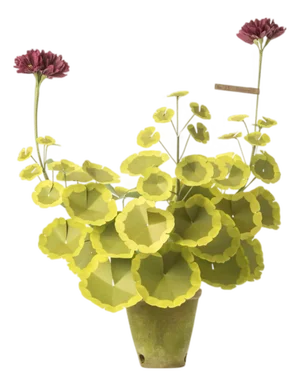 The Green Vase Geranium Plant in Burgundy