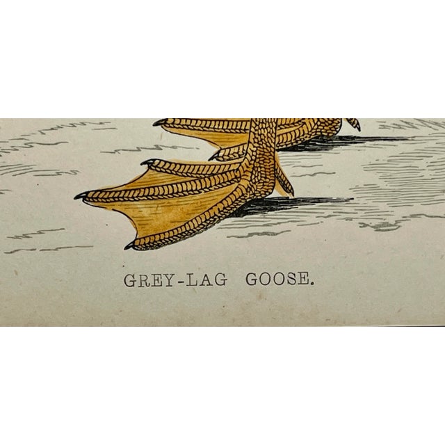 Cream Antique Hand Colored Bird Print From England Showcasing a Grey-Lag Goose - Circa 1880 For Sale - Image 8 of 10