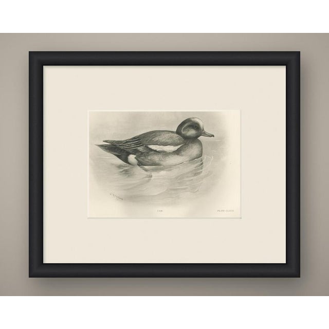 This antique bird print shows a drake swimming with a round head carrying a pale crown stripe, a bold white patch on the...