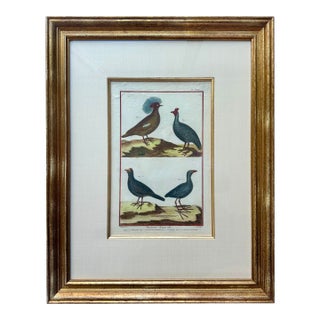 Guineafowl Crested Partridge, Curassow Purple Moorhen Original Print From Histoire Naturelle, 1751 For Sale