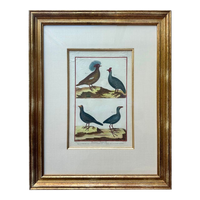 Guineafowl Crested Partridge, Curassow Purple Moorhen Original Print From Histoire Naturelle, 1751 For Sale