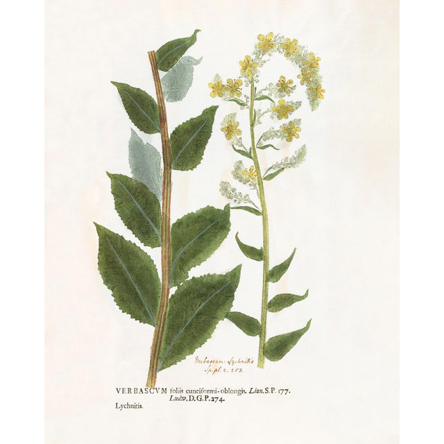 Reproduction 18th Century Vintage Botanical Set of 6 For Sale In Los Angeles - Image 6 of 8