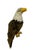 Steiff Bald Eagle Limited Edition 00493/1500, Year 2003 This Steiff Bald Eagle Limited Edition (EAN 667015) is produced in...