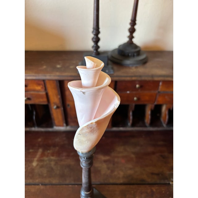 3 Baroque Mounted Seashell Specimens Displays on 19th Century Dark Wooden Stands For Sale In Palm Springs - Image 6 of 11
