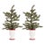 Celebrate the magic of the holiday season with the Mini Pine Tree with Ceramic Pot. These beautifully crafted snowy pine...