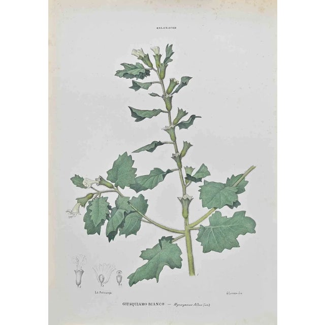 Vincenzo Tenore, Hyoscyamus Albus, Lithograph, 1870s For Sale
