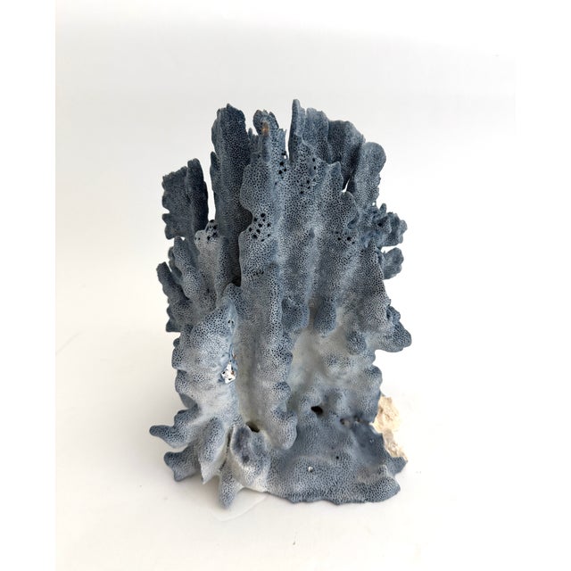 Blue Natural Blue Coral Specimen Coastal Decor For Sale - Image 8 of 11