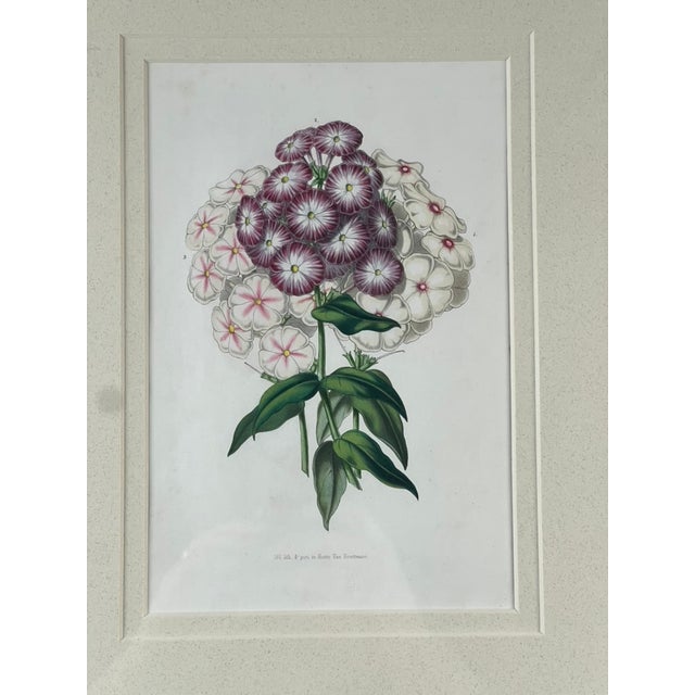 This elegant vintage botanical print by Trowbridge features a study of “Phlox,” after the work of renowned 19th century...