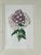 This elegant vintage botanical print by Trowbridge features a study of “Phlox,” after the work of renowned 19th century...