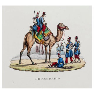 Unknown, Dromedary, Hand Colored Lithograph, 19th Century For Sale