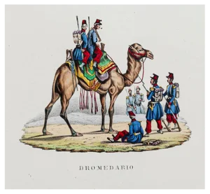Unknown, Dromedary, Hand Colored Lithograph, 19th Century