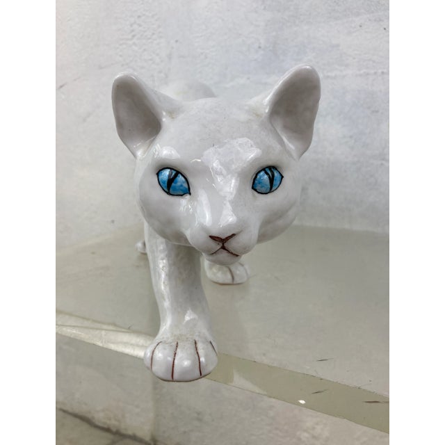 Adorable cat, Italian!