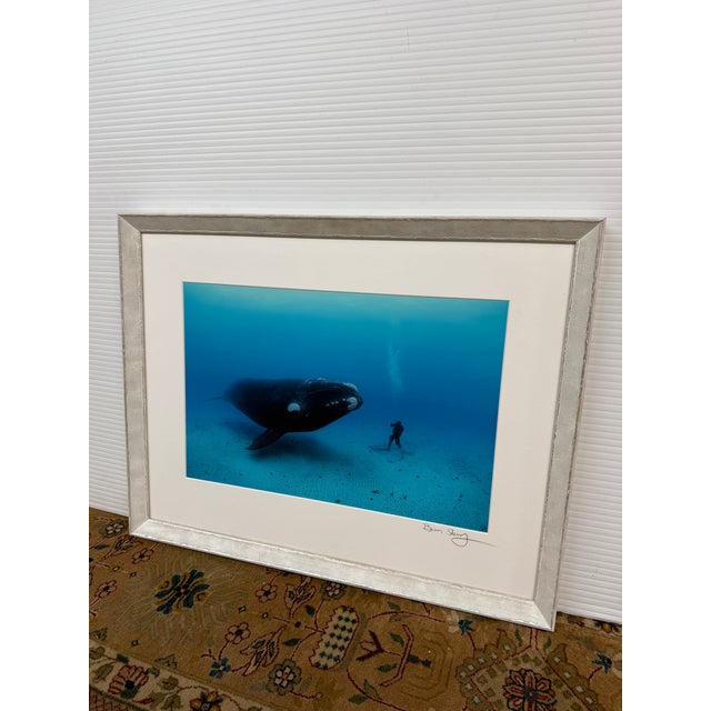 Brian Skerry First Encounter Southern Right Whale Photograph, Signed For Sale - Image 4 of 12