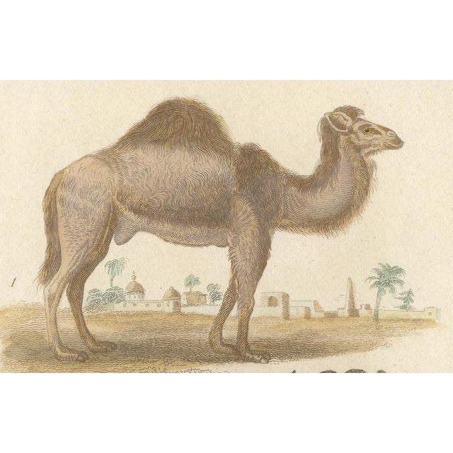 Paper Buffon Dromedary Camel, Buffalo & Bison, 1835, Engraving For Sale - Image 7 of 10