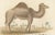 Paper Buffon Dromedary Camel, Buffalo & Bison, 1835, Engraving For Sale - Image 7 of 10